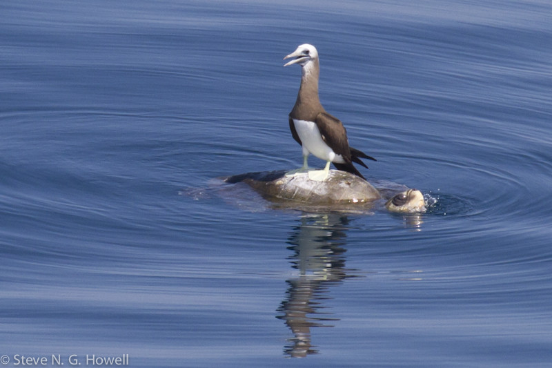 …who sometimes provide a perch for boobies such as this male Brewster’s Brown Booby. Credit: Steve Howell